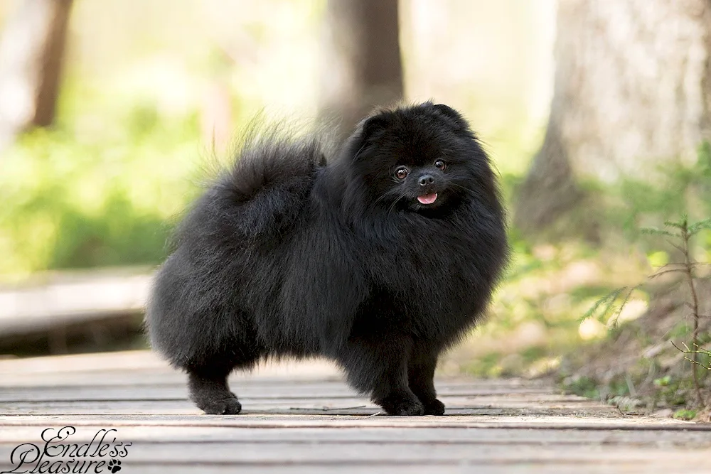 Pomeranian Spitz black