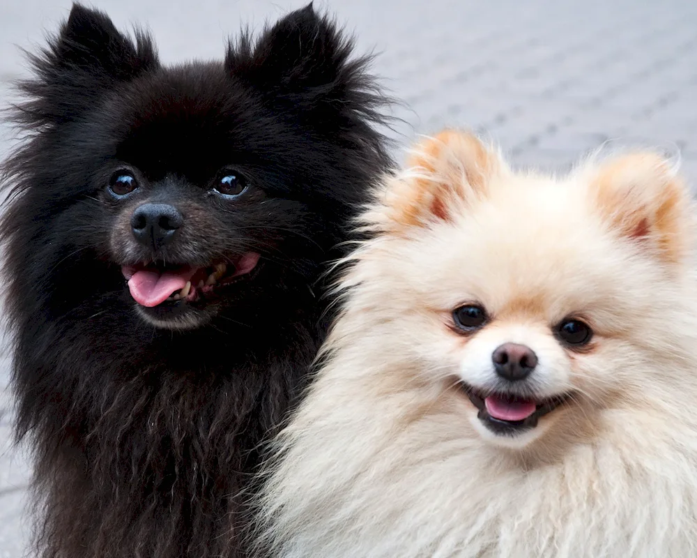 Pomeranian Dwarf Spitz