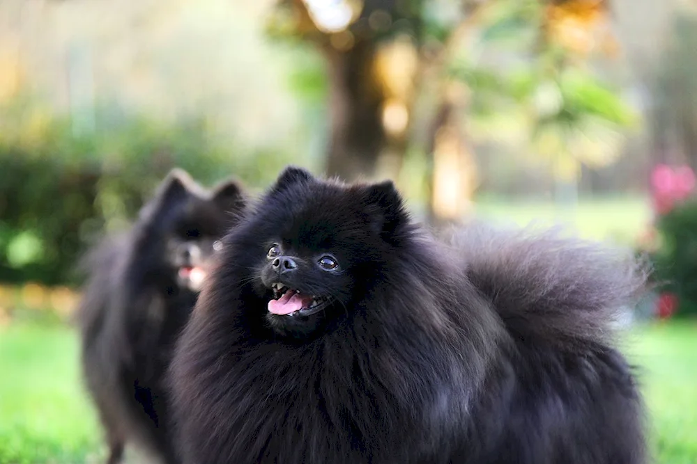 Pomeranian Spitz Black