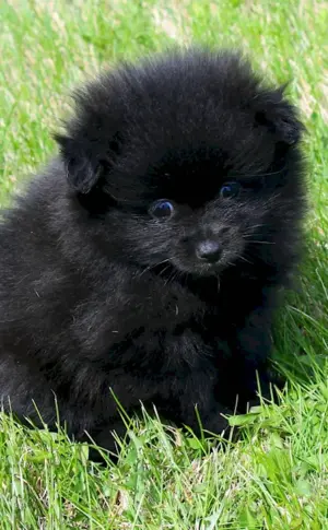 Pomeranian Spitz black