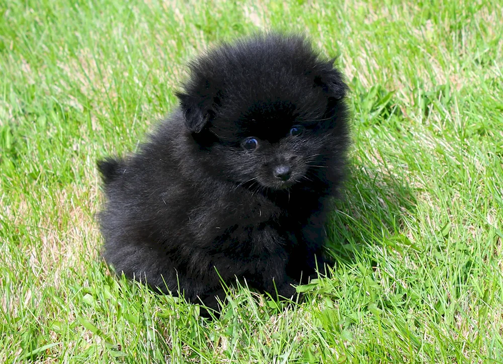 Pomeranian Spitz black