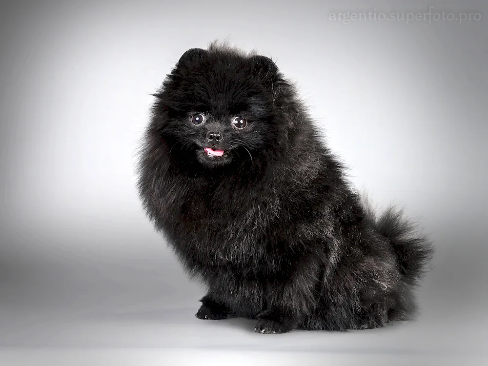 Pomeranian Spitz black