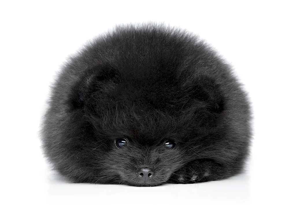 Pomeranian Spitz black