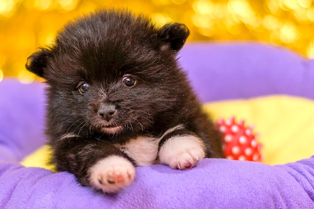 Pomeranian Spitz black