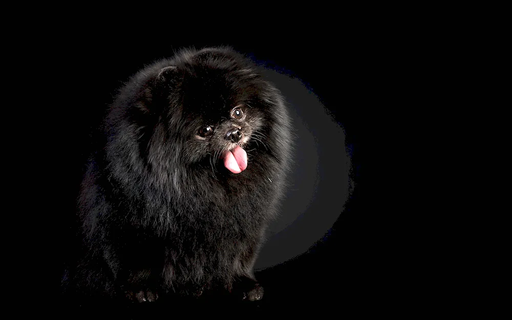 Pomeranian Spitz dwarf black