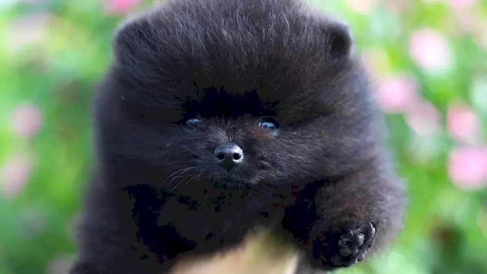 Pomeranian Spitz black