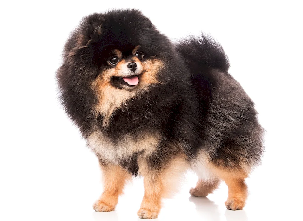 Pomeranian Spitz Belenky