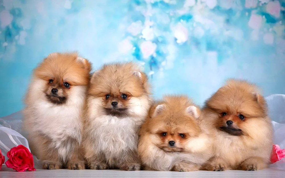 Dwarf Chihuahua