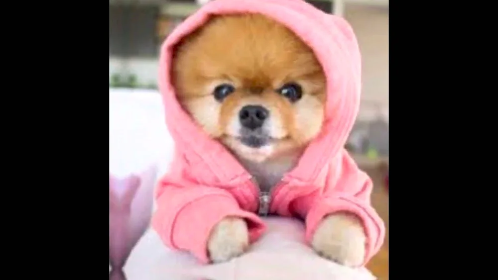 Pomeranian spitz jiffpom