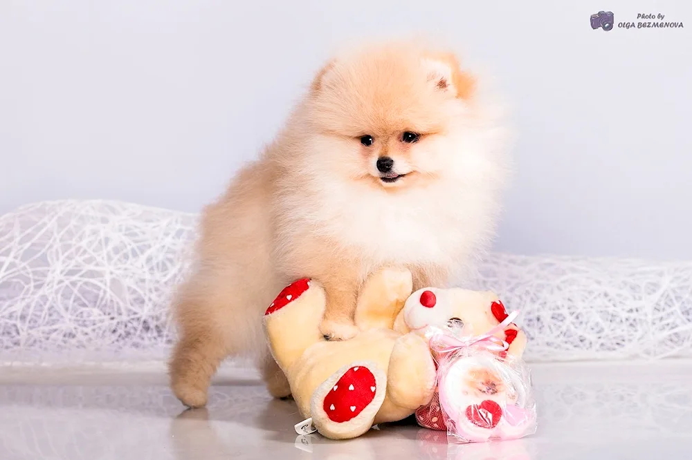 Pomeranian Spitz