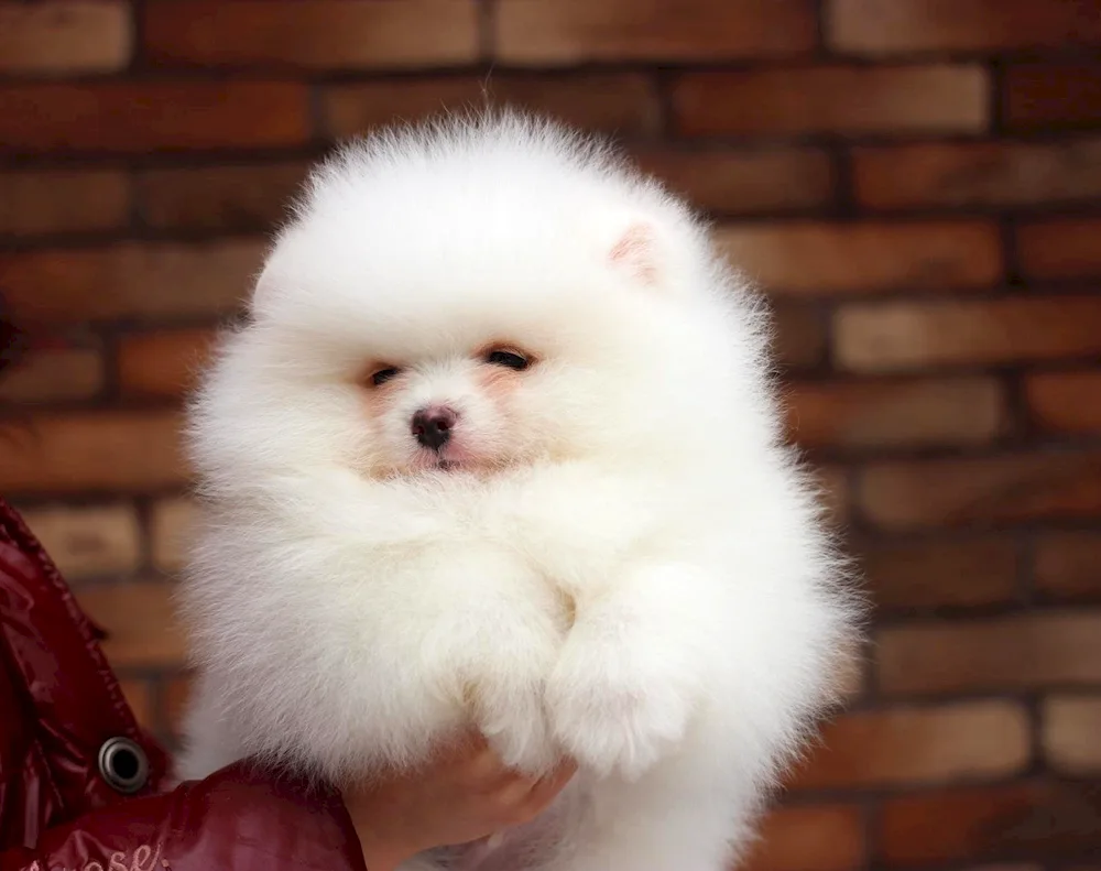 Pomeranian Spitz Korean