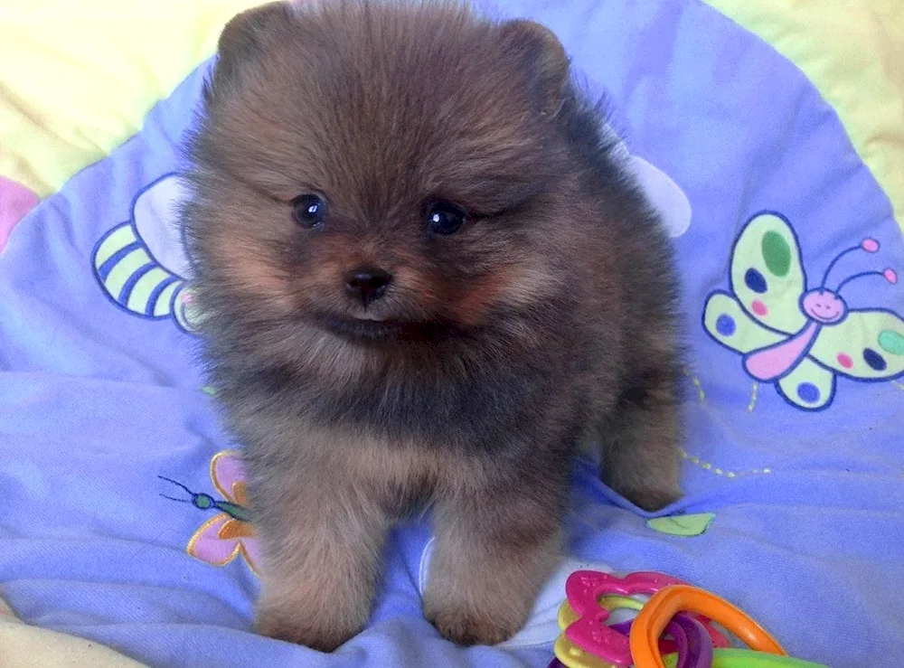 Pomeranian Spitz ashy