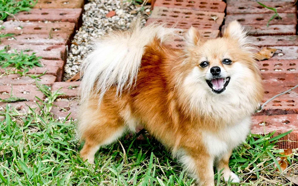 Pomeranian Spitz