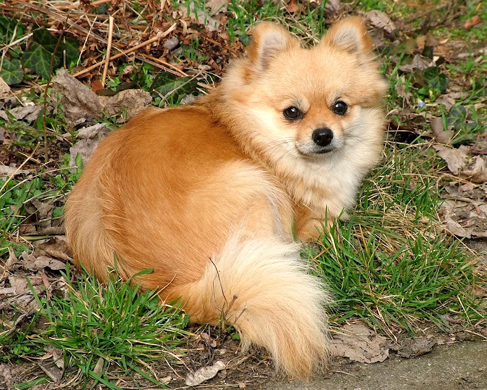 Pomeranian Spitz Foxhound