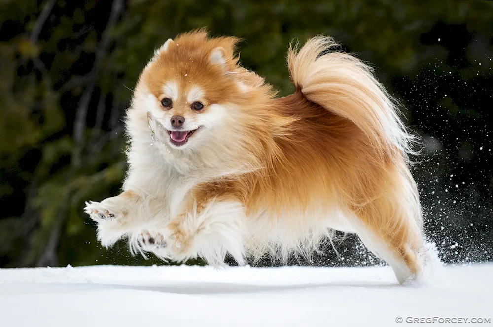 Pomeranian Spitz