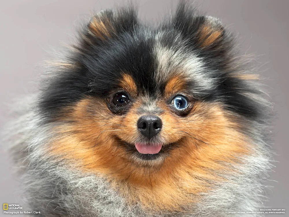 Pomeranian Spitz Merle