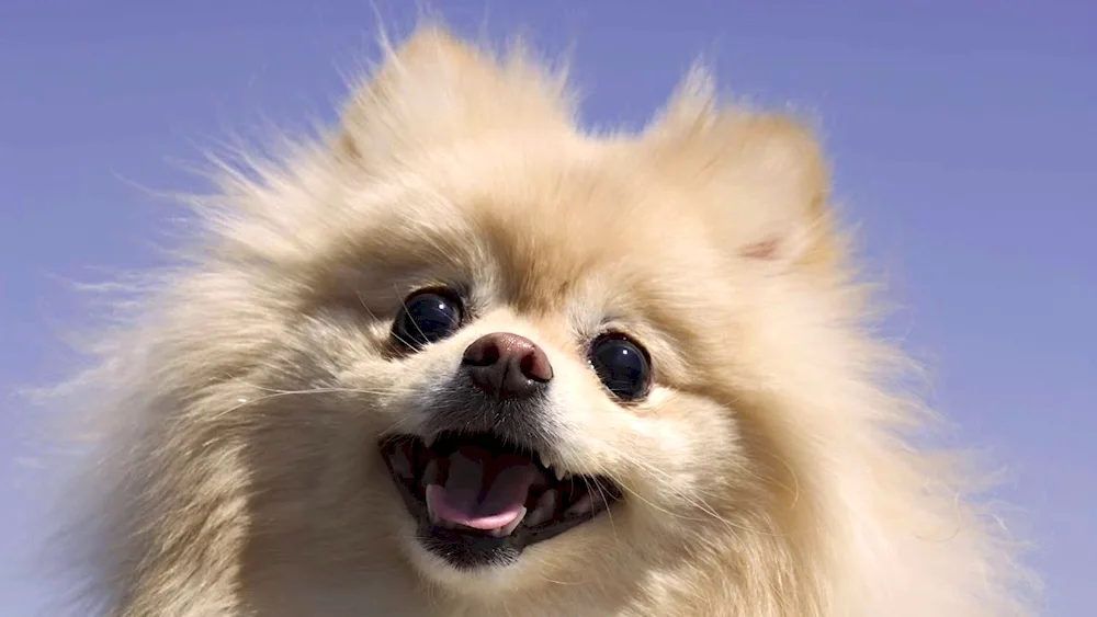 Pomeranian Spitz muzzle