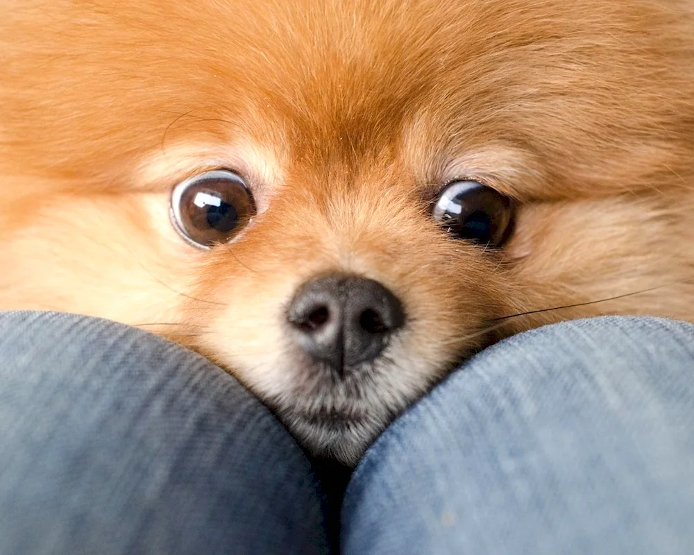 Pomeranian Spitz Boo