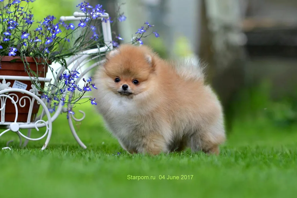 Pomeranian Spitz Terrier Orange