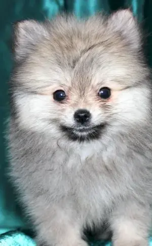 Pomeranian Spitz ash