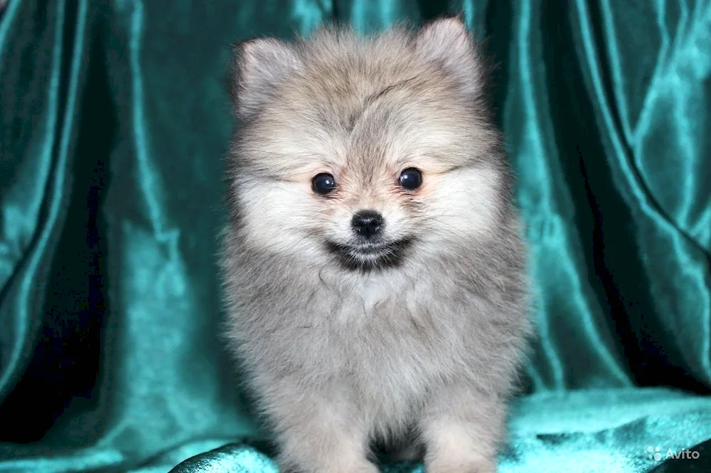 Pomeranian Spitz ash