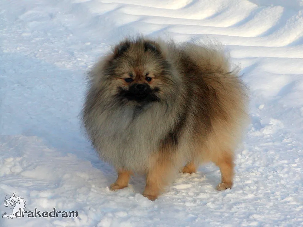 Pomeranian Spitz ash