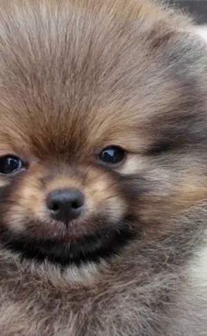 Pomeranian Spitz ashy