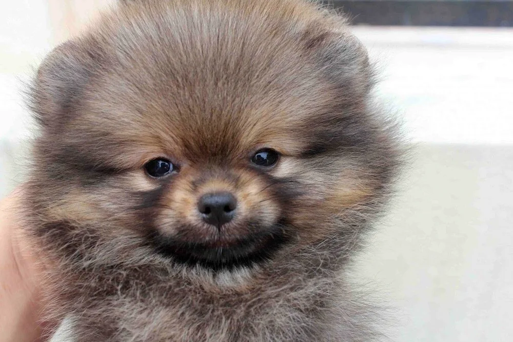 Pomeranian Spitz ashy