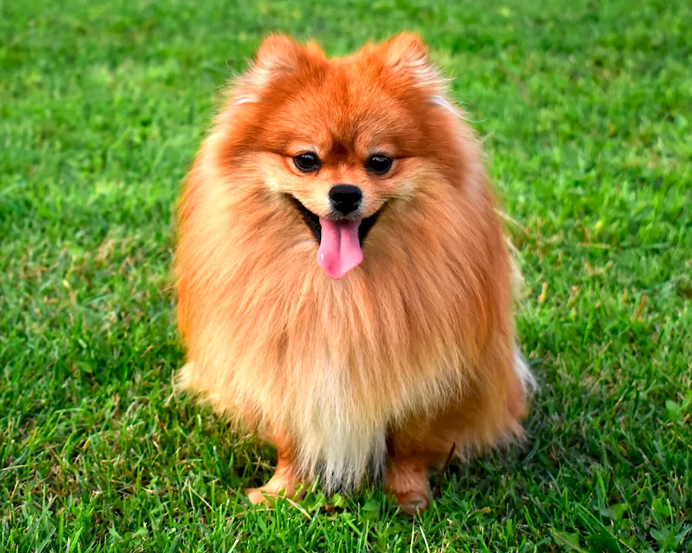 Pomeranian Spitz and Pomeranian Spitz