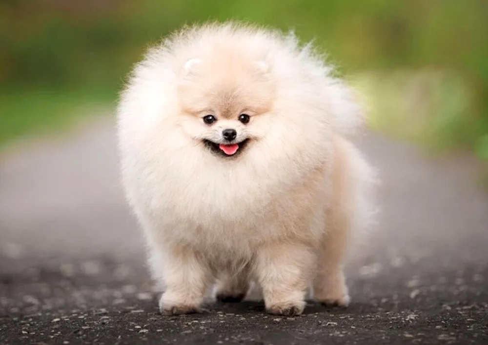 Pomeranian Spitz dog breeds