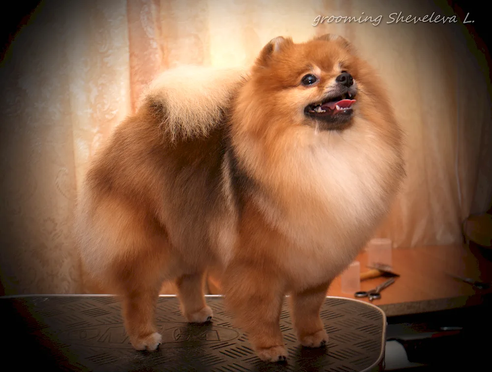 Pomeranian Spitz