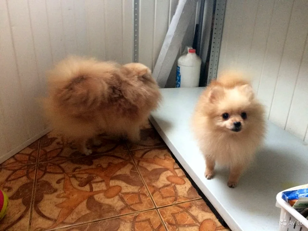 Pomeranian Spitz