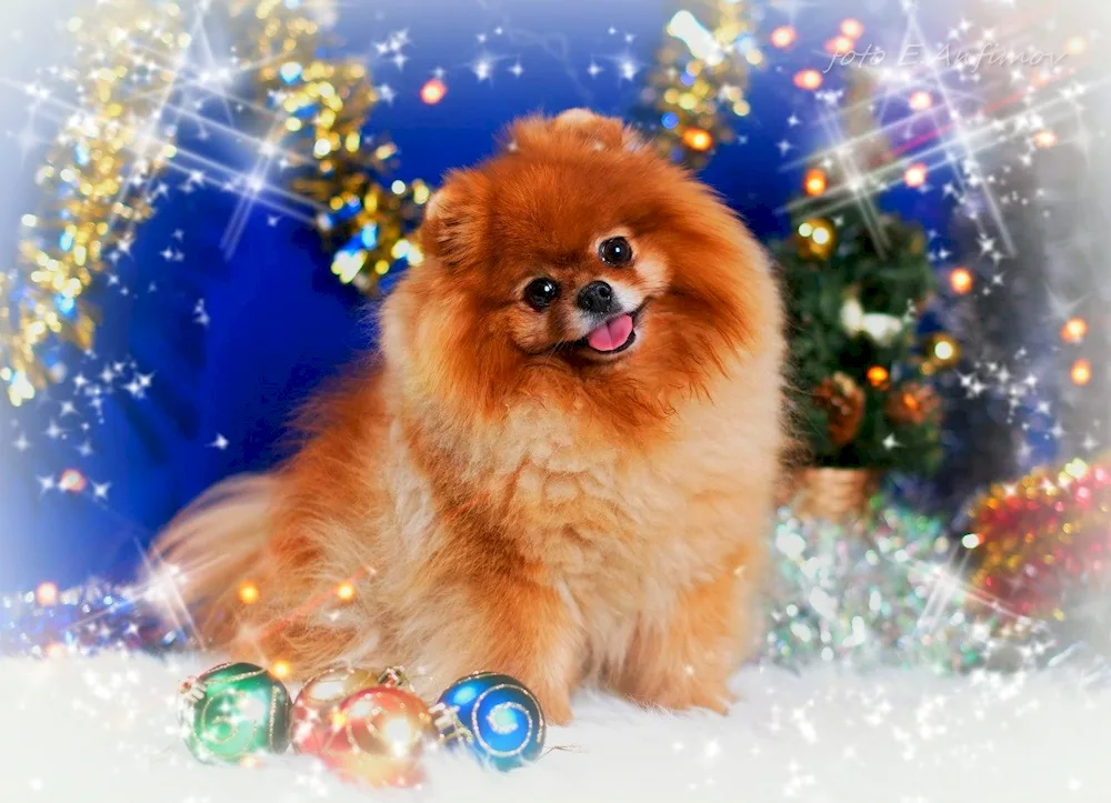 Pomeranian Spitz