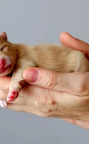 Pomeranian Spitz puppies newborn