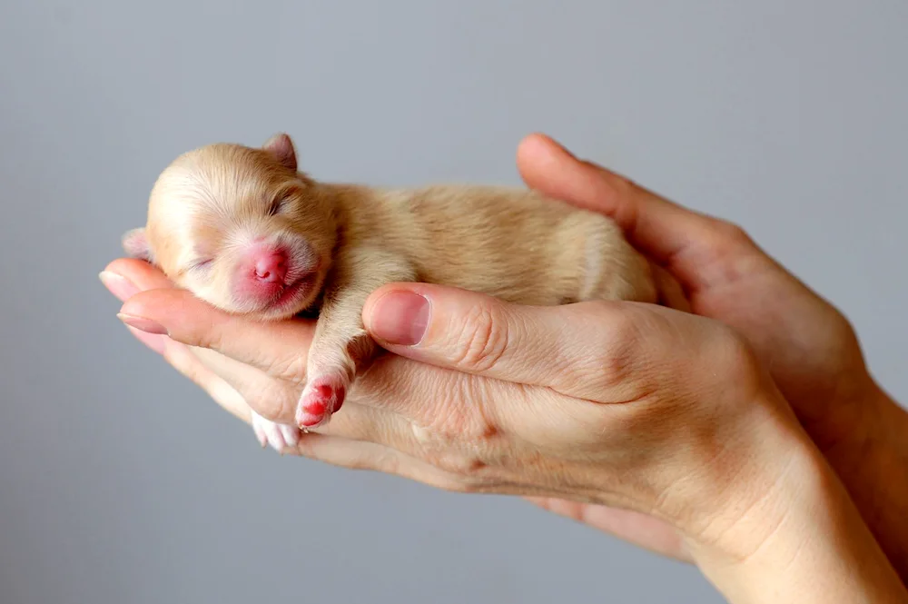 Pomeranian Spitz puppies newborn