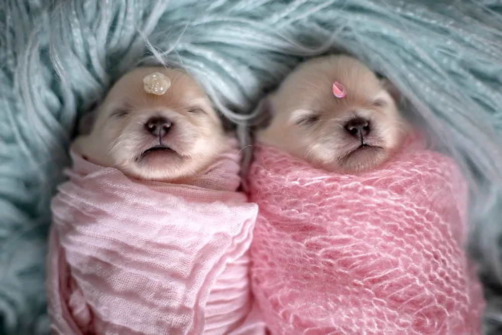 Newborn puppies