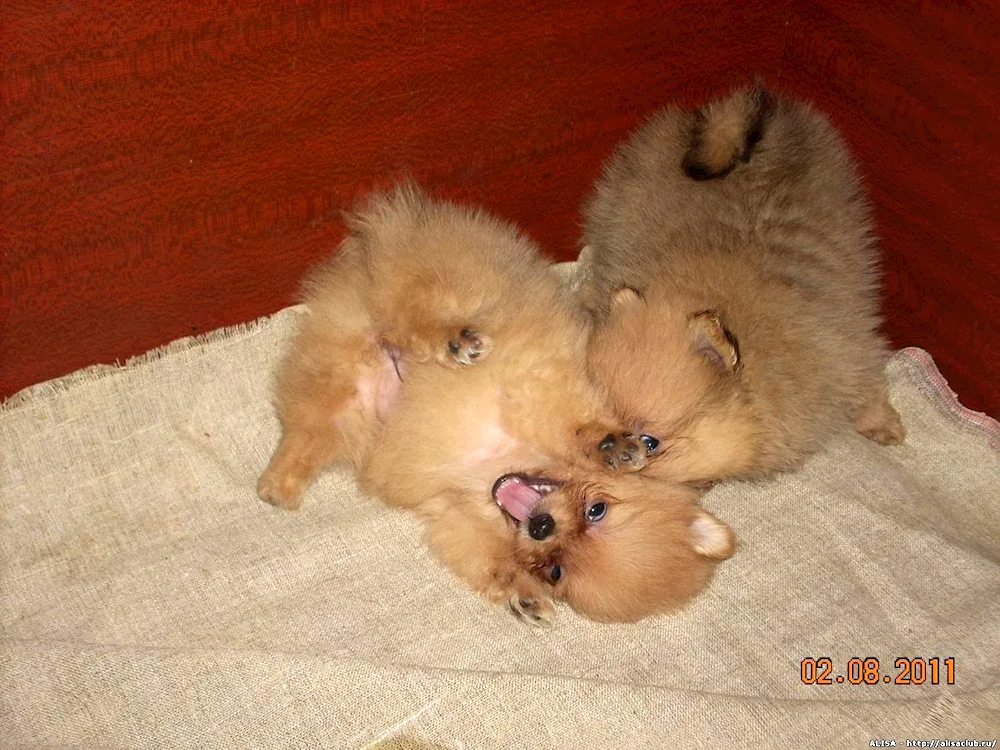 Pomeranian Spitz puppies newborn