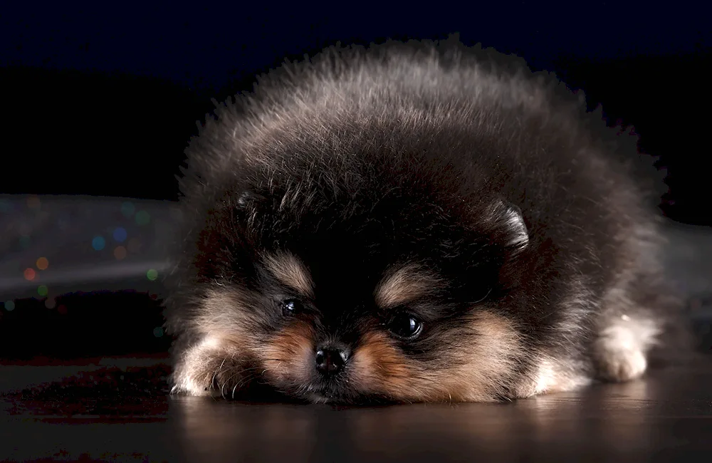 German Pomeranian Spitz white