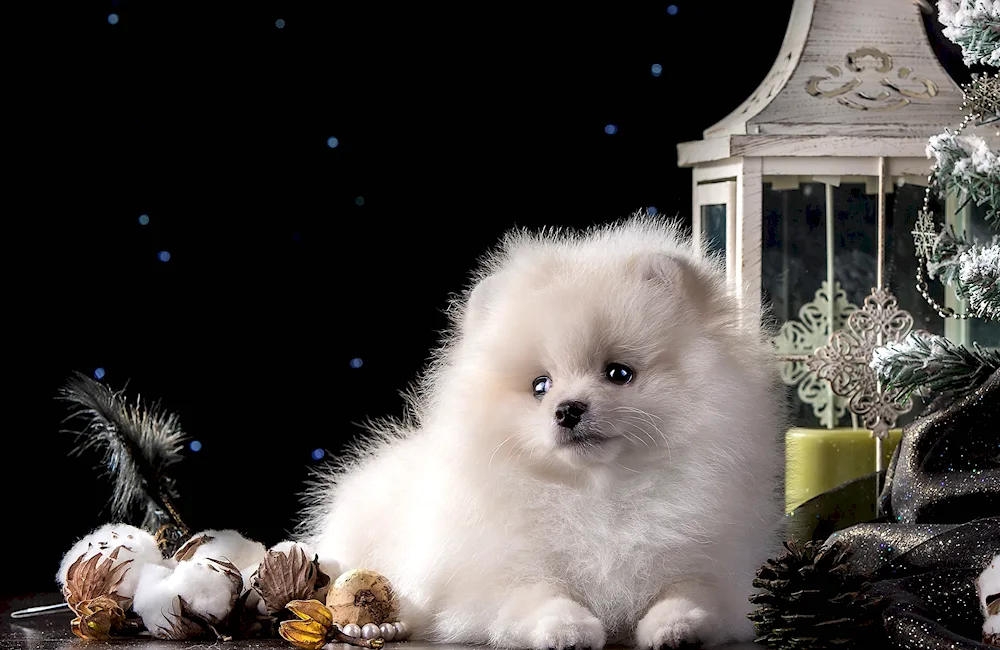 Pomeranian Spitz Terrier