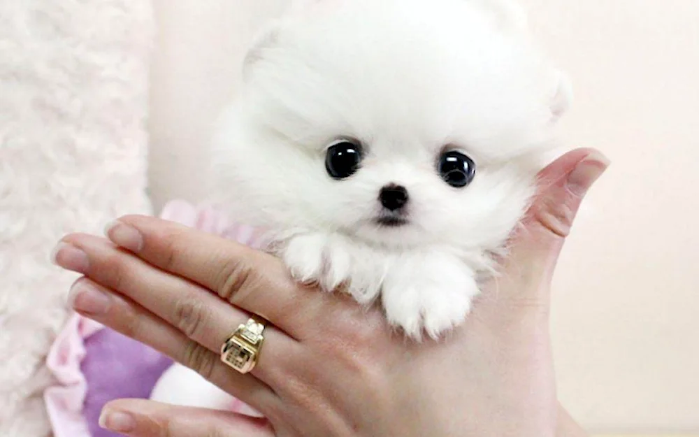 Pomeranian Spitz Dwarf