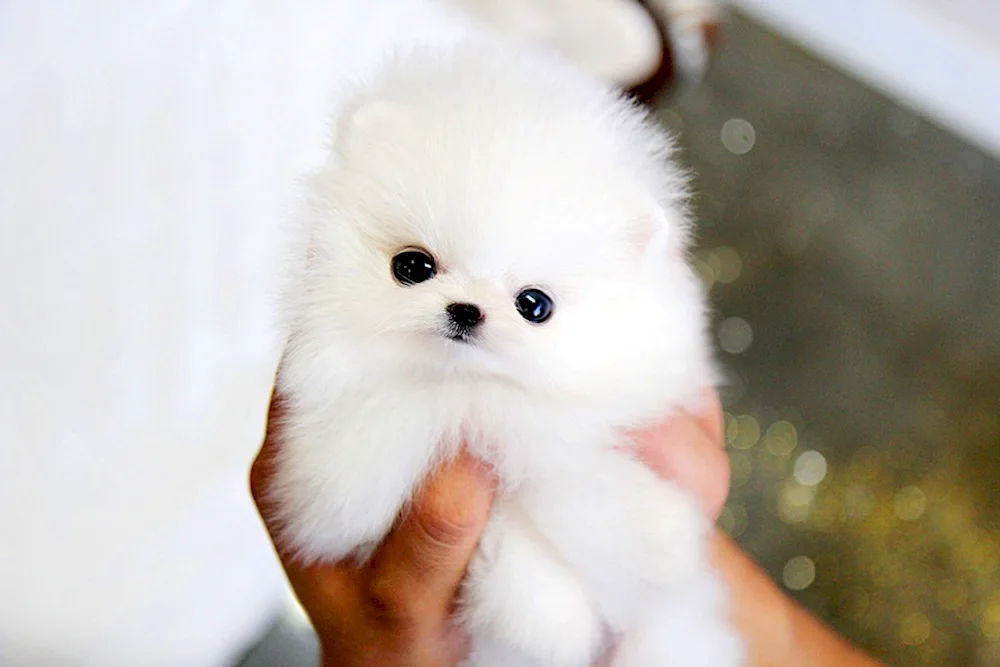 Pomeranian Spitz Belenky