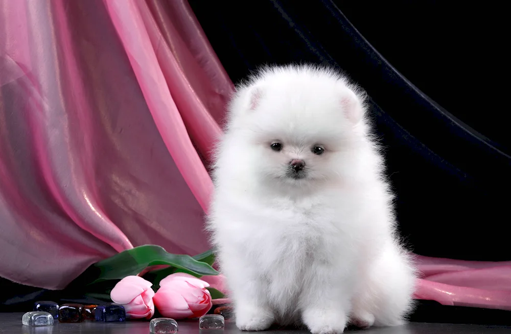 Pomeranian Spitz Teacup.