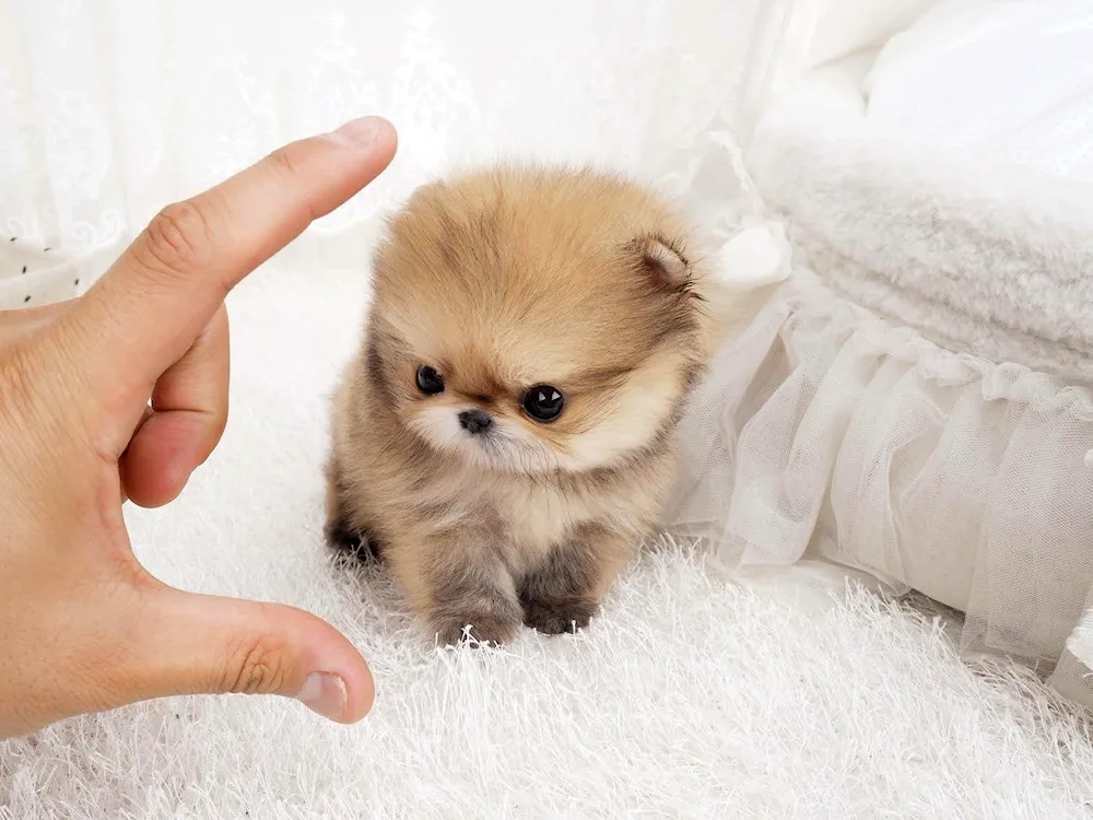 Welsh Spitz