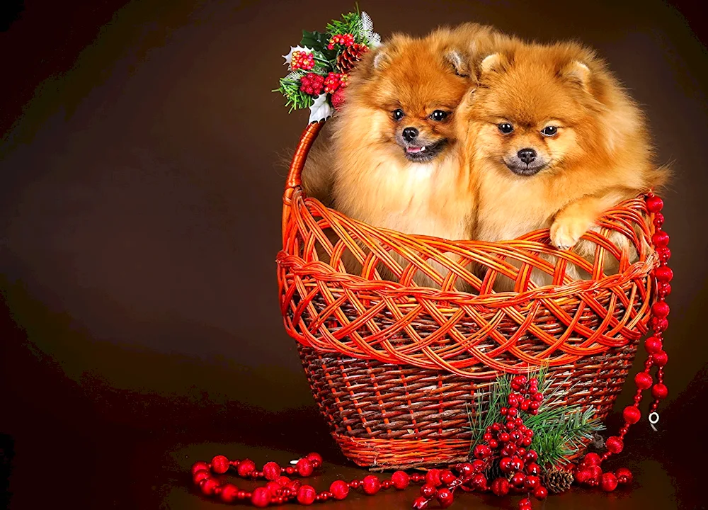 Pomeranian Spitz in a basket