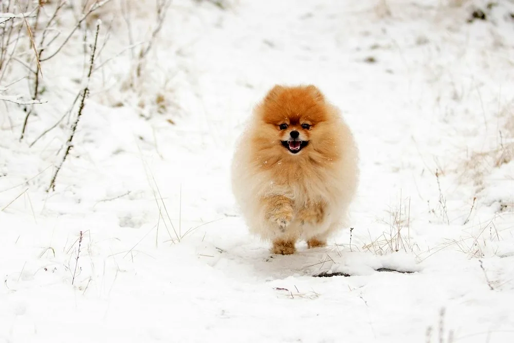 Pomeranian Spitz Winter