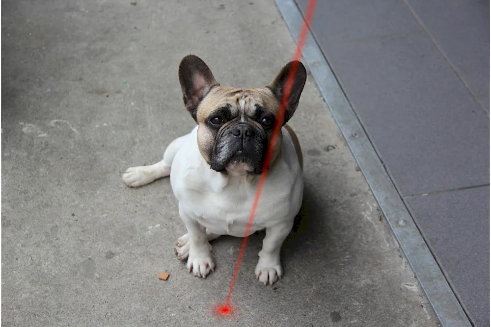 Pug and Jack Russell