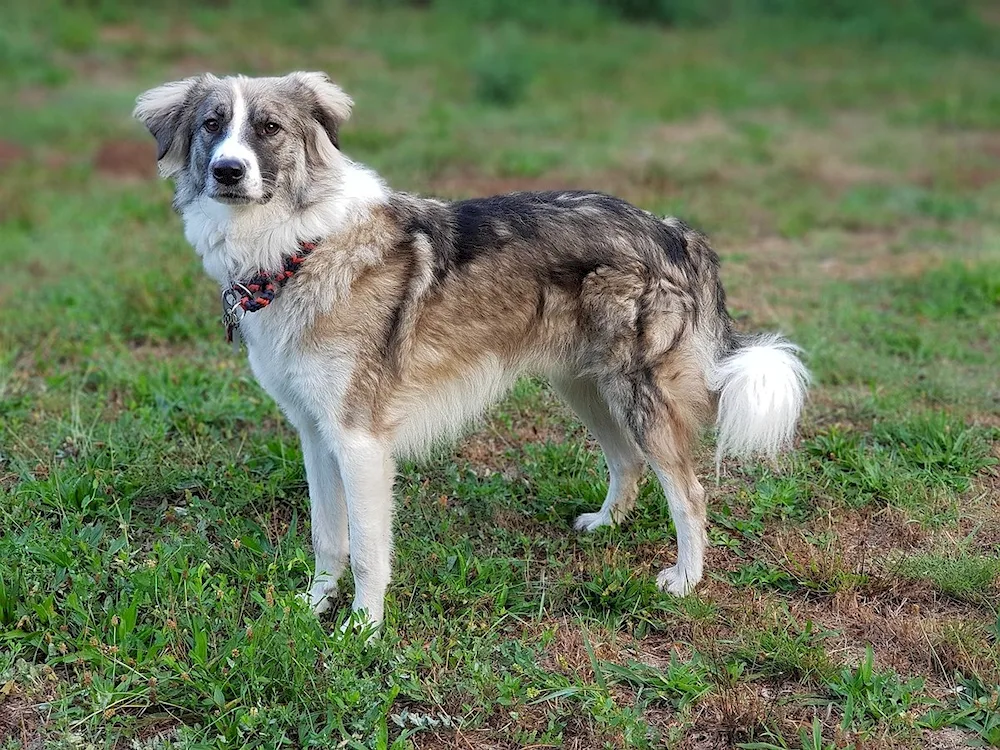 Métis husky and sheepdog