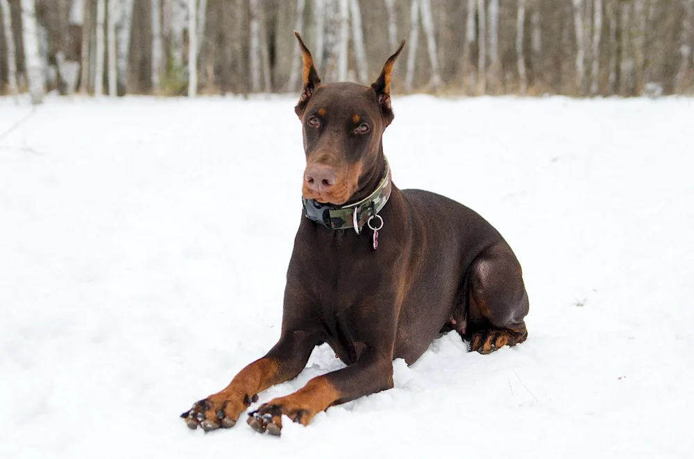 Doberman mix