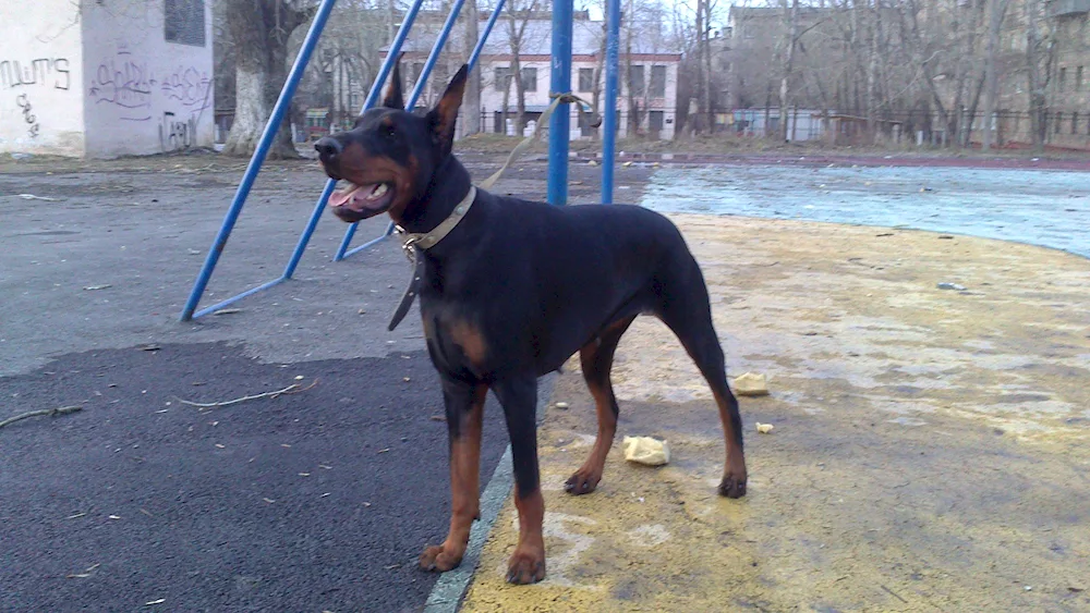 Doberman and shepherd mix