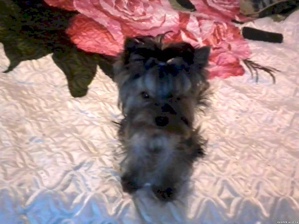 Yorkie and sheepdog mix